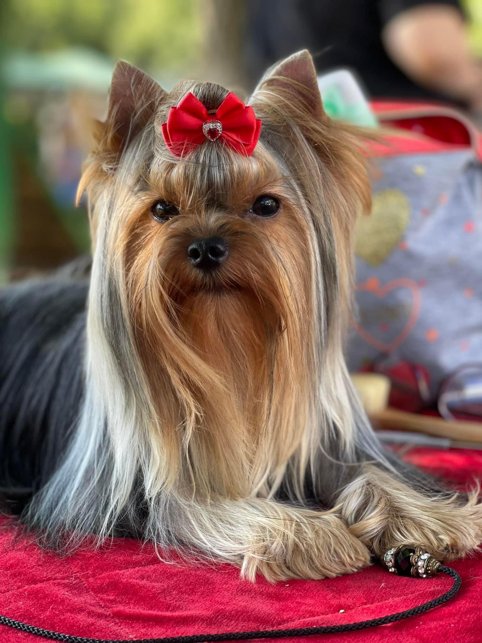HUNDERWOOD SIGNATURE &mdash; Labaza DogPedigree YorkshireTerrier