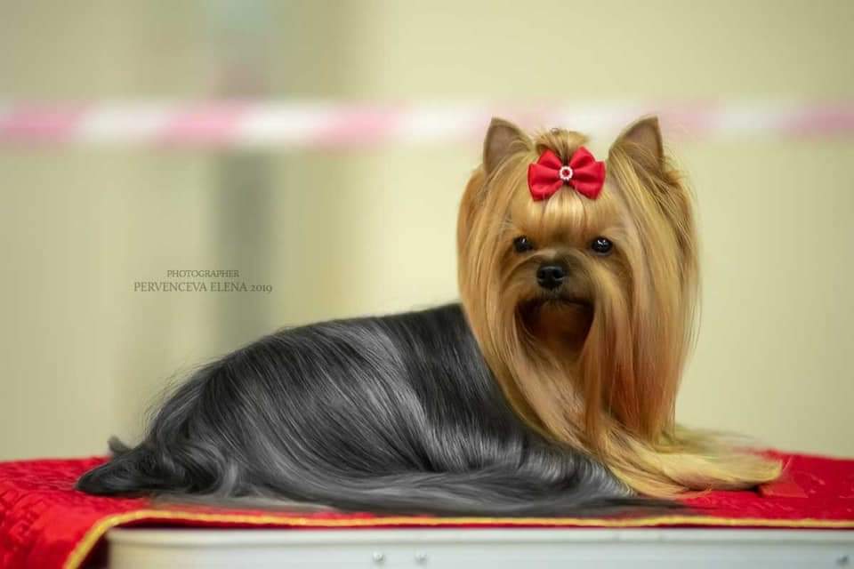 PECH HOUP PECH HOUP FANTASIA &mdash; Labaza DogPedigree YorkshireTerrier