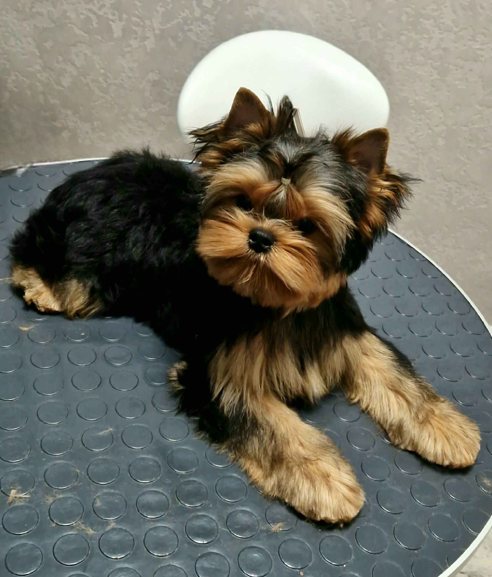 EXCELLENCE ABSOLUTE EXCELLENCE ABSOLUTE DIKAP-RIO &mdash; Labaza DogPedigree YorkshireTerrier