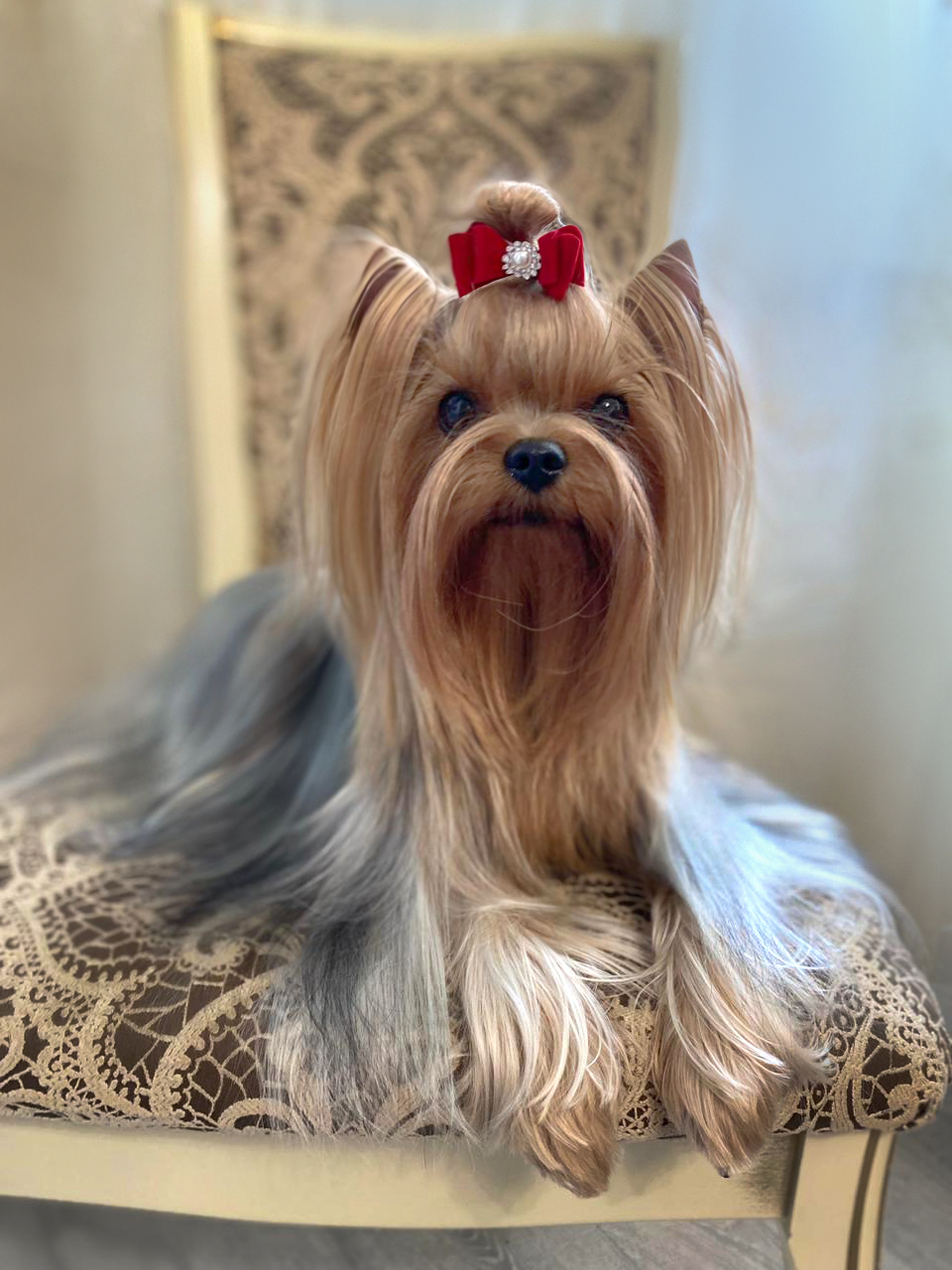 AGAIN LOVE TIFFANI &mdash; Labaza DogPedigree YorkshireTerrier