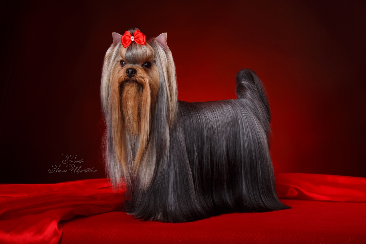 IMP IN SKIRT CHICHOLINA &mdash; Labaza DogPedigree YorkshireTerrier