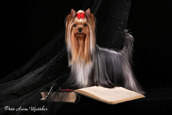  EXCLUSIVE ANTHEM DI CASA VISCONTI &mdash; Labaza DogPedigree YorkshireTerrier