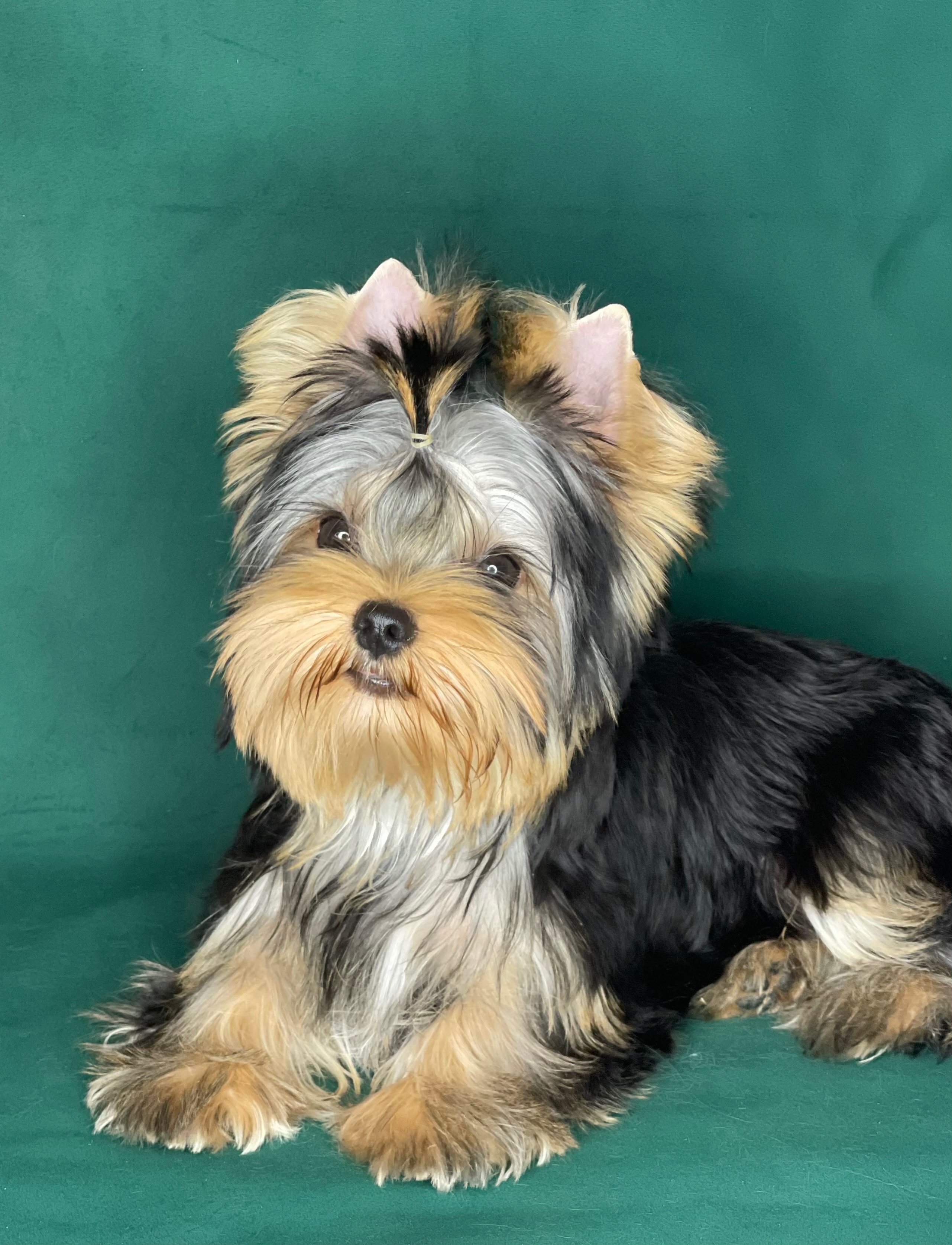 Star Queen STAR QUEEN OPIUM &mdash; Labaza DogPedigree YorkshireTerrier