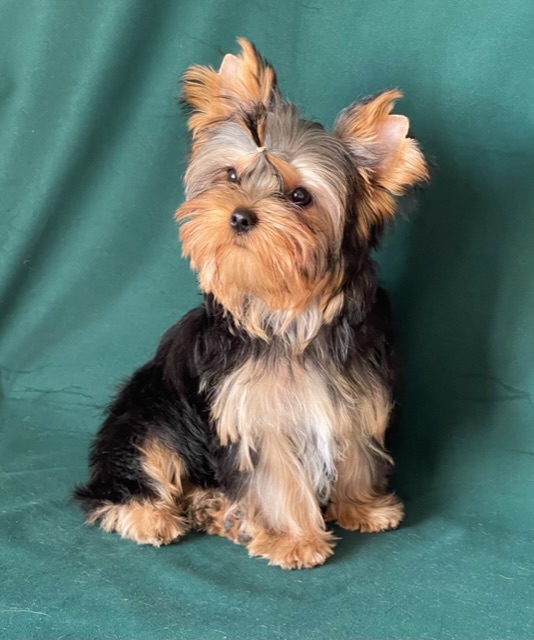 Star Queen STAR QUEEN ONE LOVE &mdash; Labaza DogPedigree YorkshireTerrier