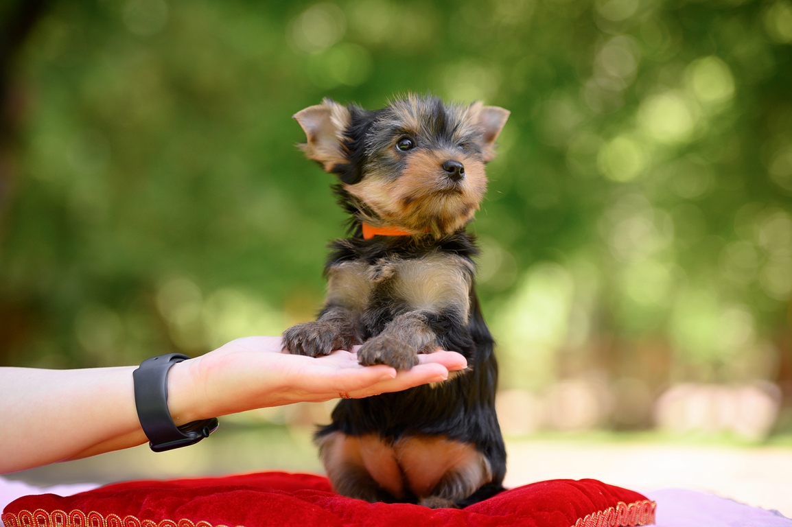 OLIMPIK HOF NIKITA &mdash; Labaza DogPedigree YorkshireTerrier