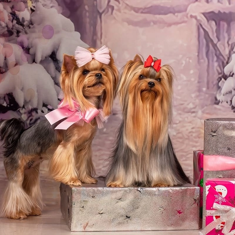 shade &mdash; Labaza DogPedigree YorkshireTerrier