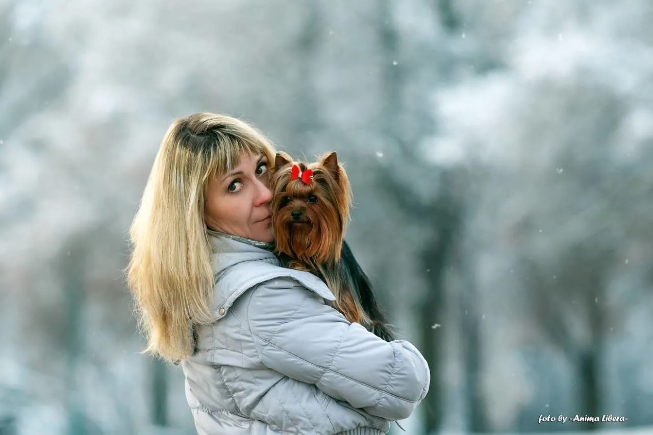 VENERA &mdash; Labaza DogPedigree YorkshireTerrier
