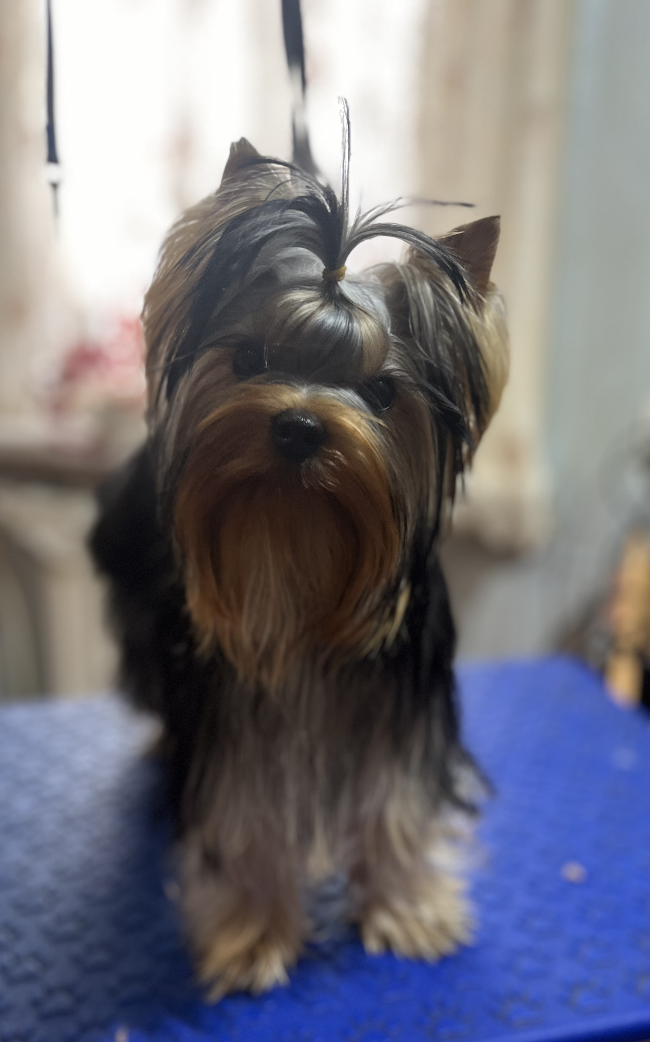 ZLATOSLAVA GREISFUL SHARM &mdash; Labaza DogPedigree YorkshireTerrier