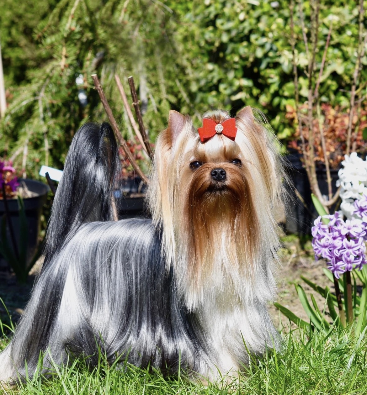 GREISFUL SHARM VENERA GREISFUL SHARM &mdash; Labaza DogPedigree YorkshireTerrier