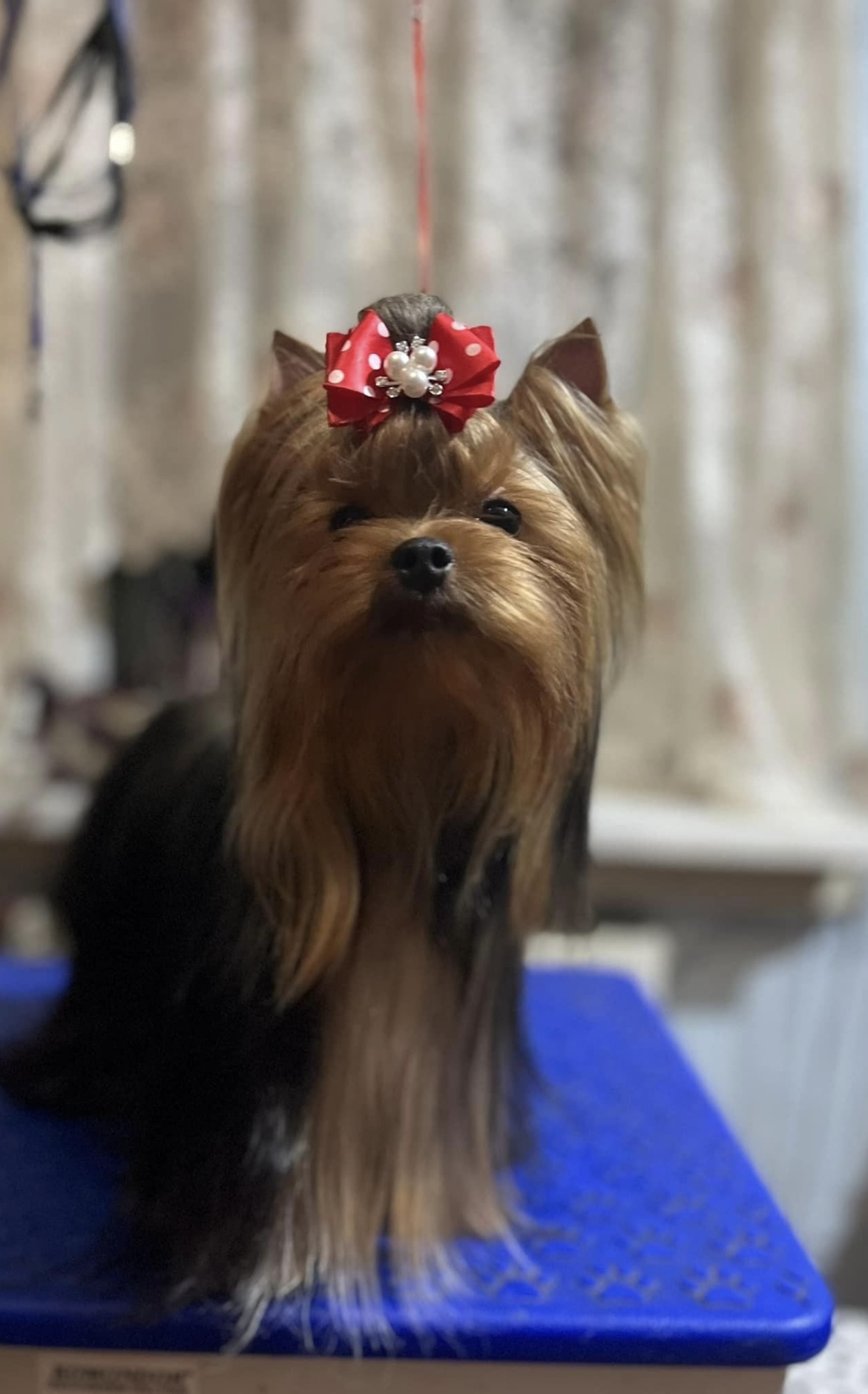 GREISFUL SHARM DREAMS ARE REAL GREISFUL SHARM &mdash; Labaza DogPedigree YorkshireTerrier