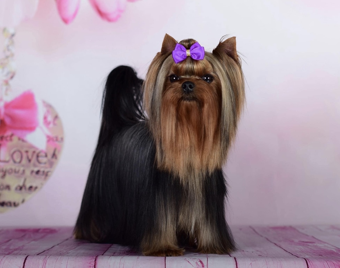 AFINA PALLADA GREISFUL SHARM &mdash; Labaza DogPedigree YorkshireTerrier