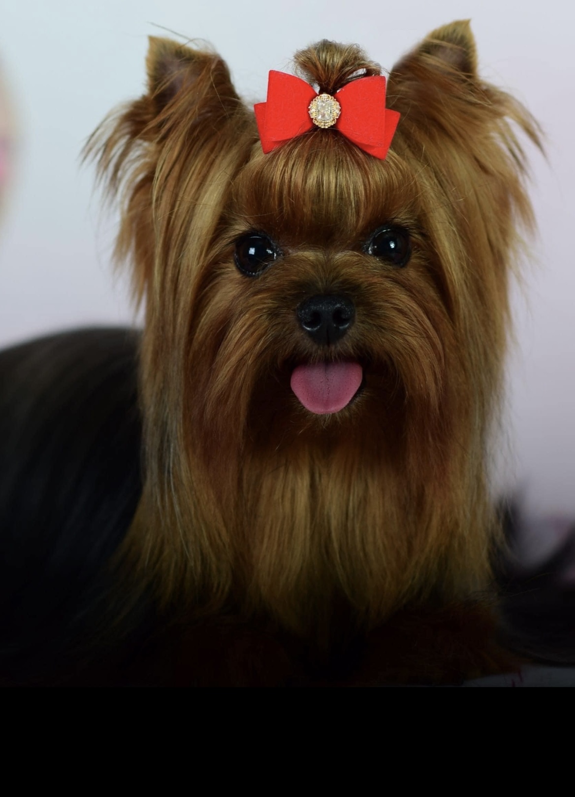 BARLETTA MEIBL GREISFUL SHARM &mdash; Labaza DogPedigree YorkshireTerrier