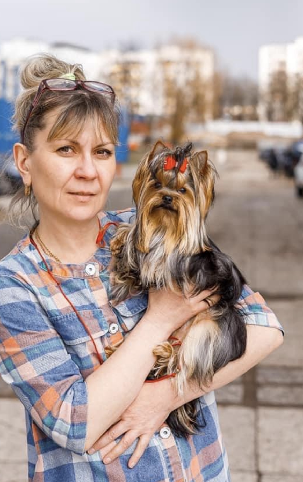 DEJA VU SHARM DE LUX &mdash; Labaza DogPedigree YorkshireTerrier