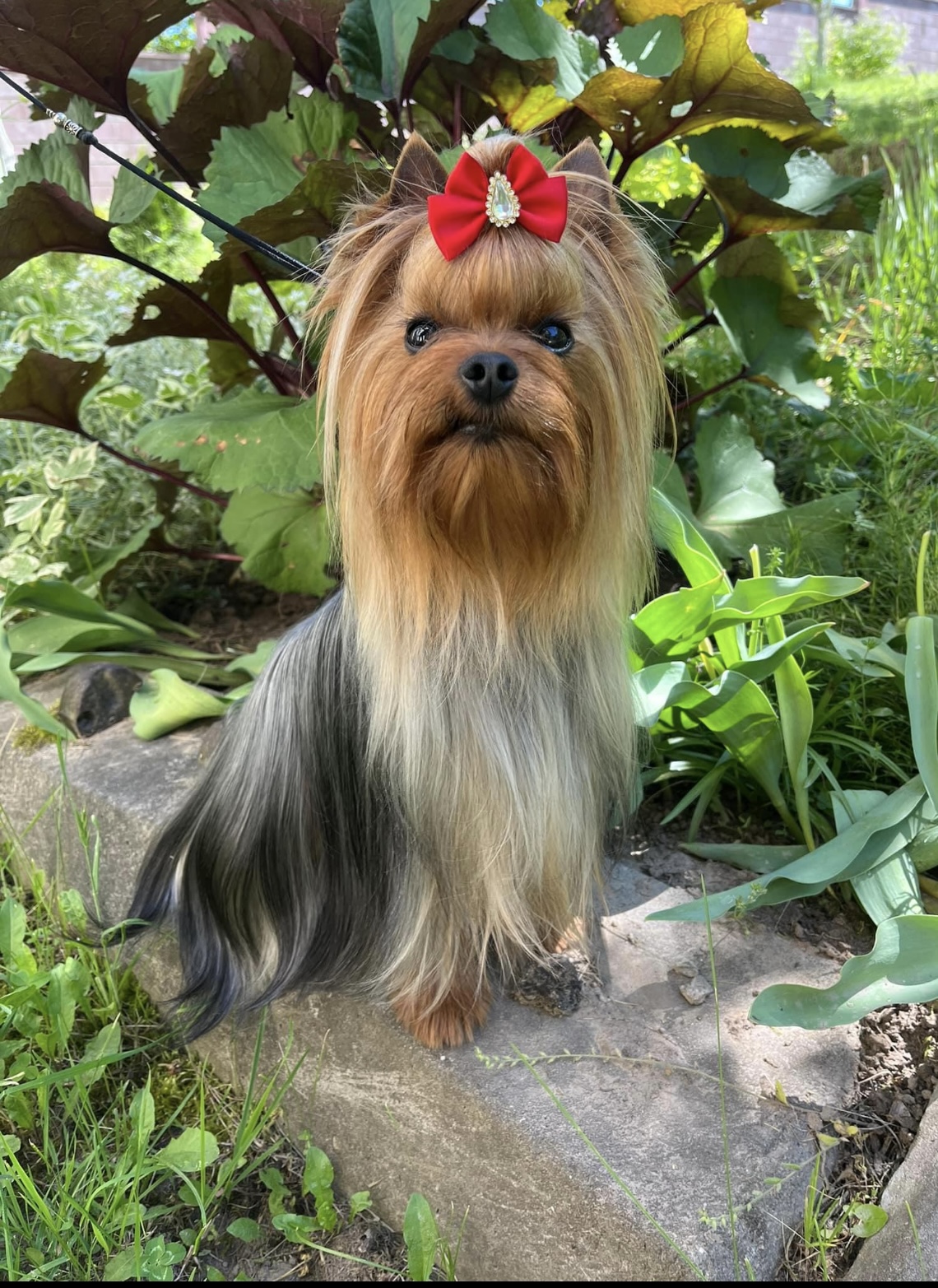ELLIOT GREISFUL SHARM &mdash; Labaza DogPedigree YorkshireTerrier