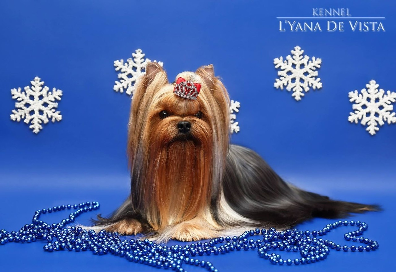FASHION PARTY FASHION PARTY EXTASY &mdash; Labaza DogPedigree YorkshireTerrier