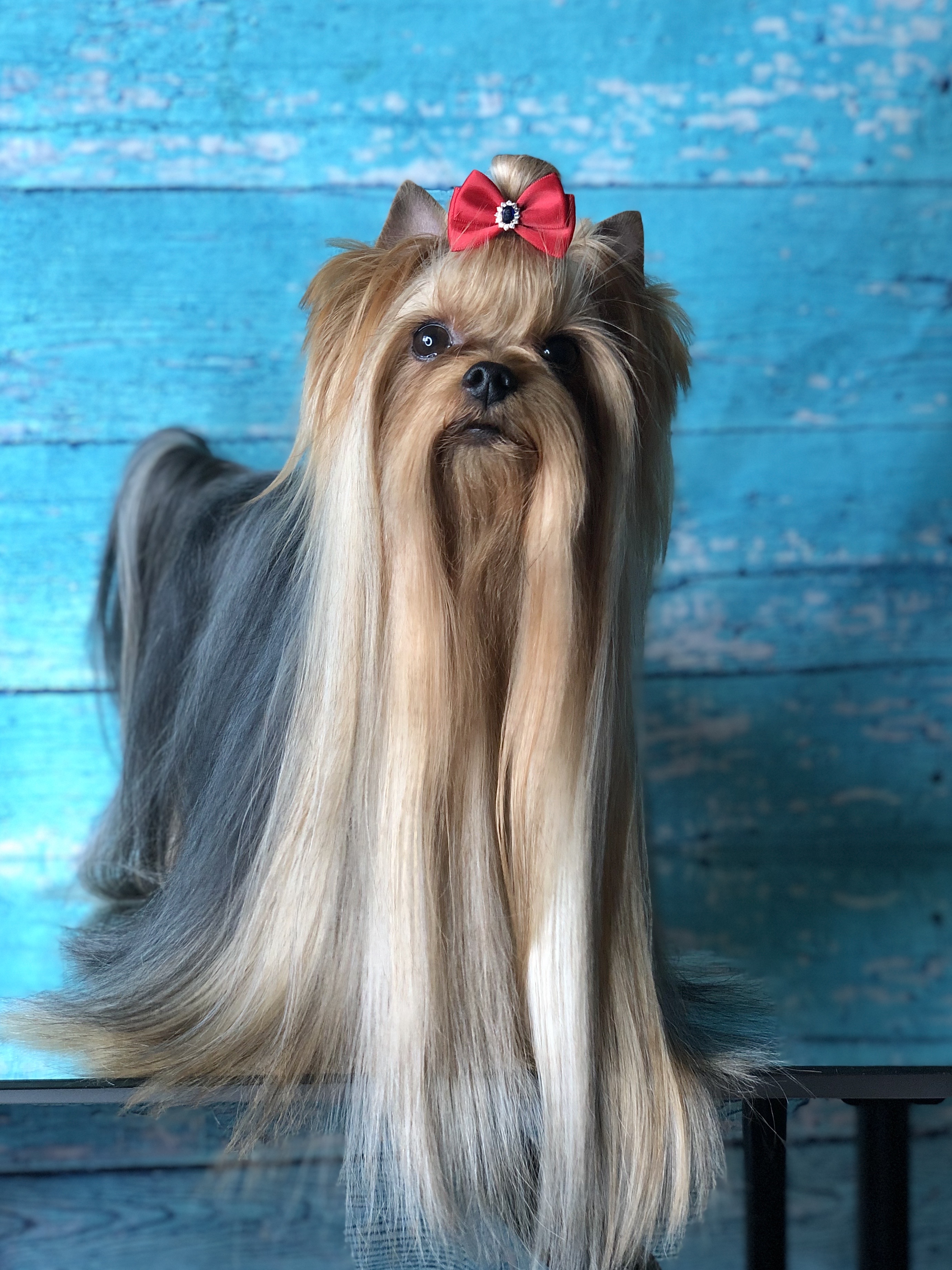  JULIAN’S STYLE YAHOO &mdash; Labaza DogPedigree YorkshireTerrier