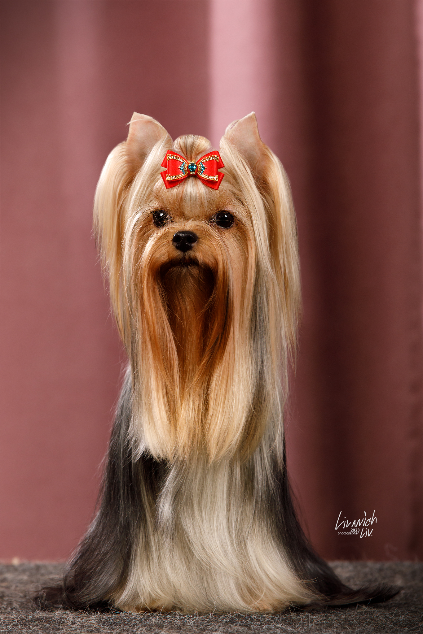 L’Yana De Vista L’YANA DE VISTA LAMBORGHINI &mdash; Labaza DogPedigree YorkshireTerrier