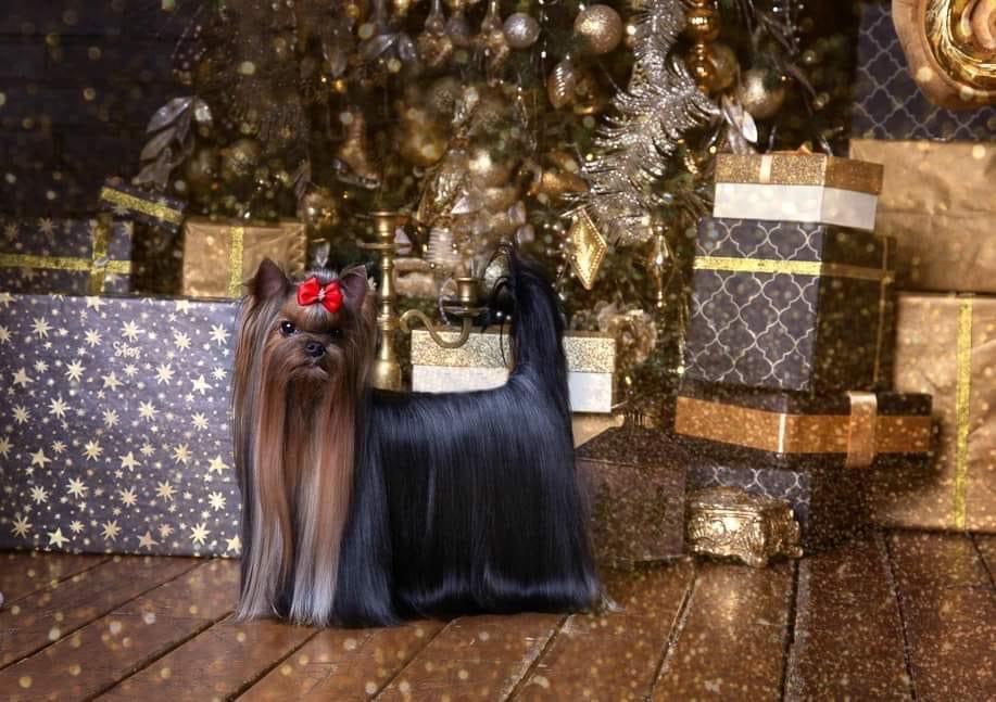  GANS N’ROSES SOLAR CITY &mdash; Labaza DogPedigree YorkshireTerrier