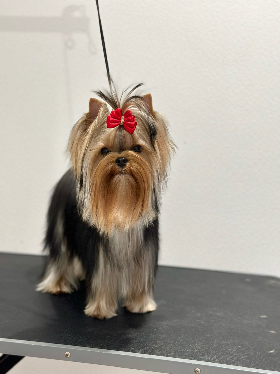 L’Yana De Vista L’YANA DE VISTA TAKESHA &mdash; Labaza DogPedigree YorkshireTerrier