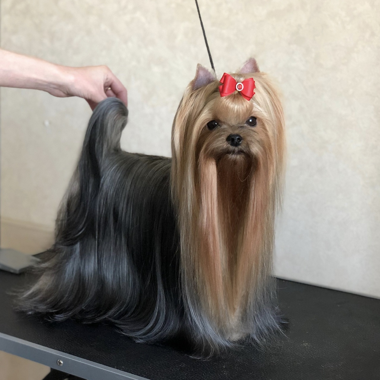 L’Yana De Vista L’YANA DE VISTA MALIBU &mdash; Labaza DogPedigree YorkshireTerrier