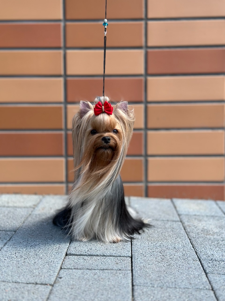  YUKI L’YANA DE VISTA &mdash; Labaza DogPedigree YorkshireTerrier