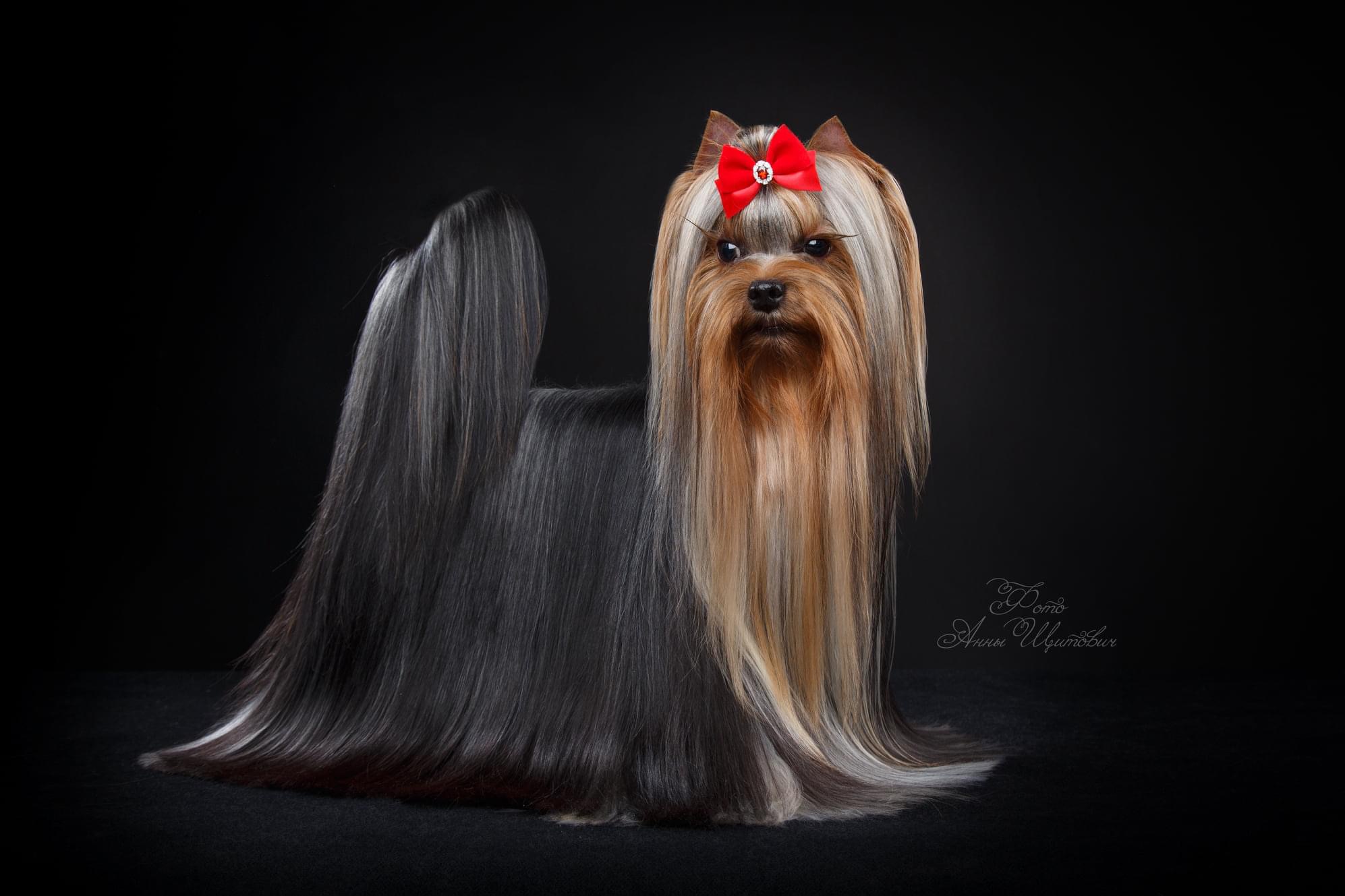 L’Yana De Vista L’YANA DE VISTA LOVELACE &mdash; Labaza DogPedigree YorkshireTerrier
