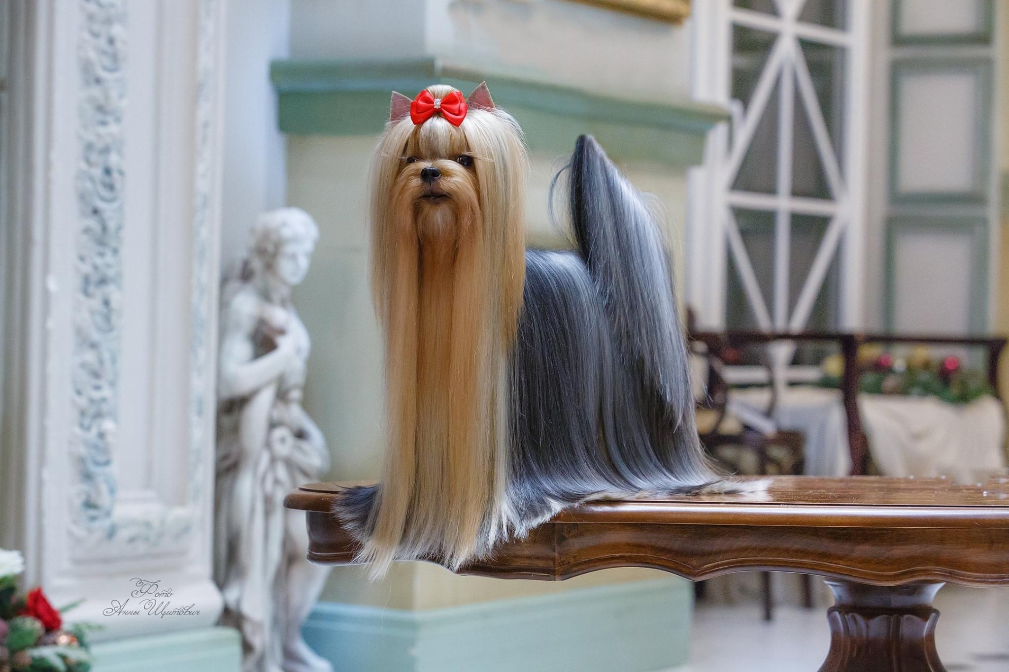 L’Yana De Vista L’YANA DE VISTA CECILIA &mdash; Labaza DogPedigree YorkshireTerrier