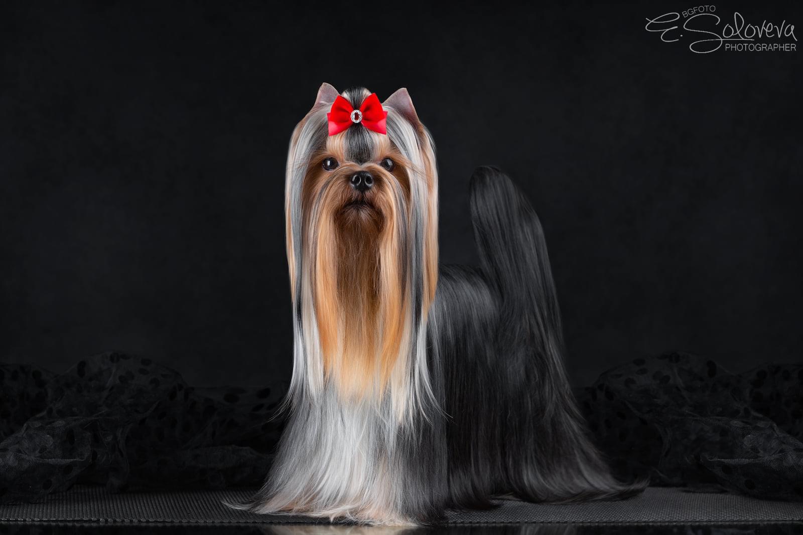 L’Yana De Vista L’YANA DE VISTA KARMELINA &mdash; Labaza DogPedigree YorkshireTerrier