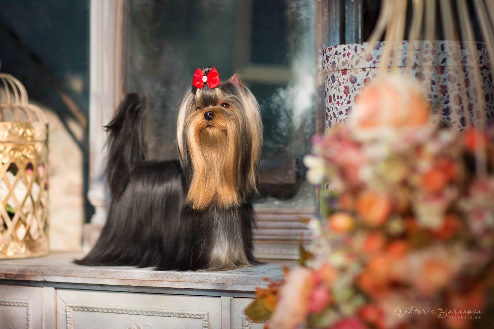 L’Yana De Vista L’YANA DE VISTA TEQUILA &mdash; Labaza DogPedigree YorkshireTerrier