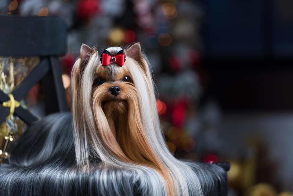 L’Yana De Vista L’YANA DE VISTA MAFIOSO &mdash; Labaza DogPedigree YorkshireTerrier