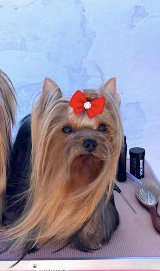 L’Yana De Vista L’YANA DE VISTA KAROLINA &mdash; Labaza DogPedigree YorkshireTerrier