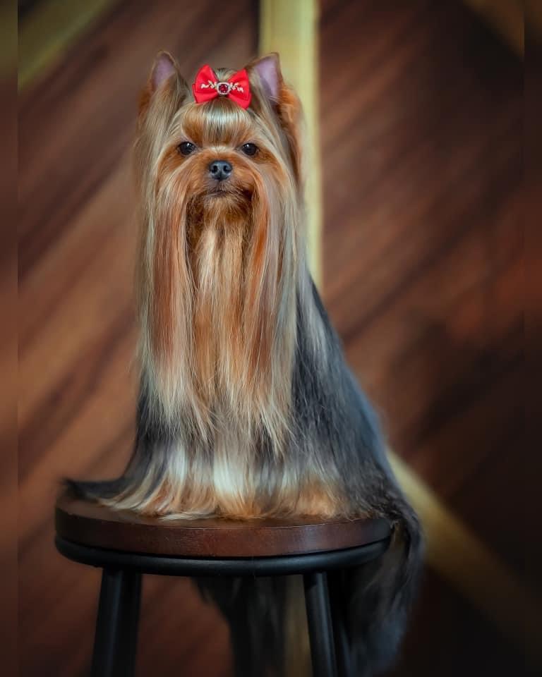 L’Yana De Vista L’YANA DE VISTA EURYDICE &mdash; Labaza DogPedigree YorkshireTerrier