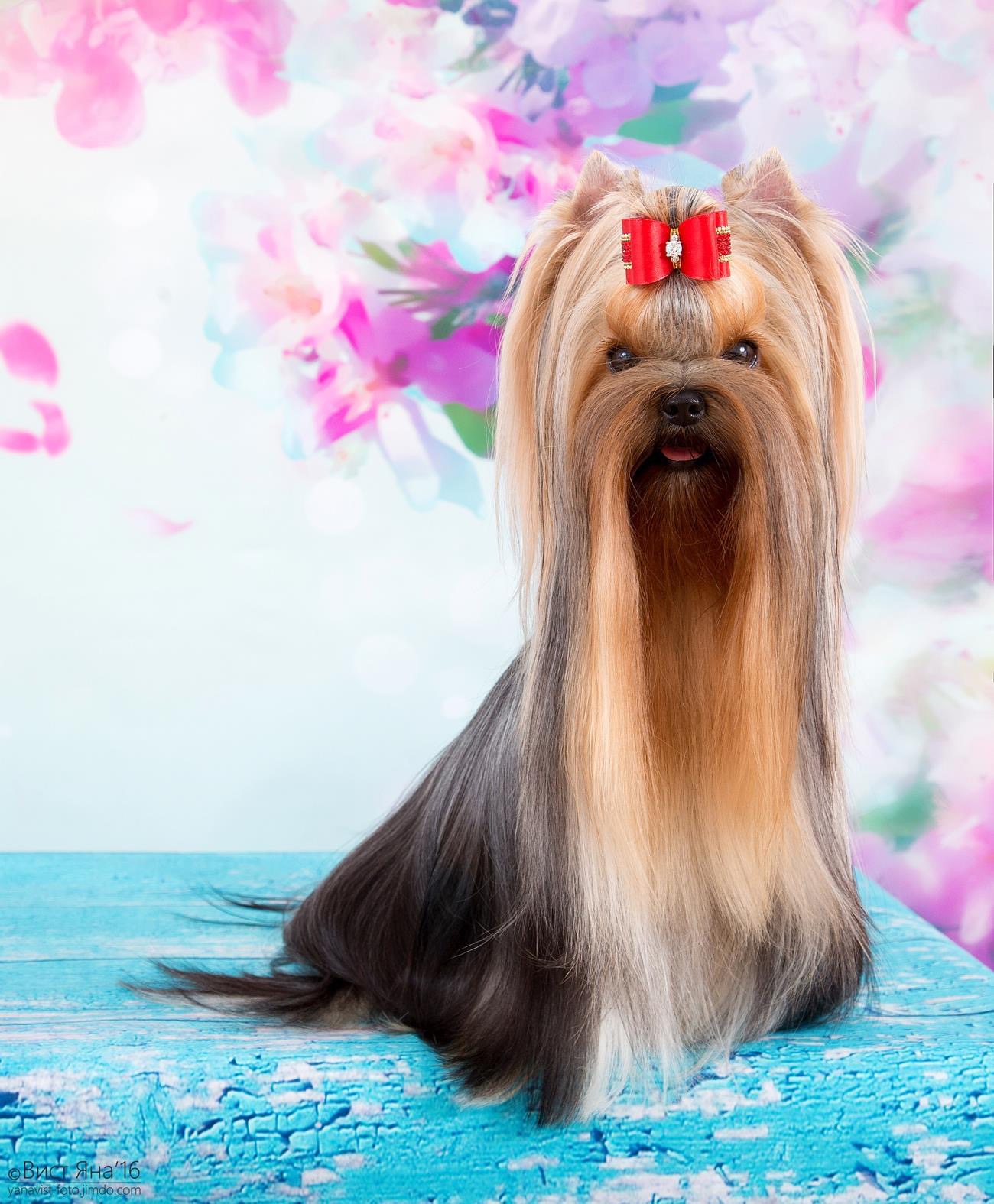 L’Yana De Vista L’YANA DE VISTA MERRY CHRISTMAS &mdash; Labaza DogPedigree YorkshireTerrier