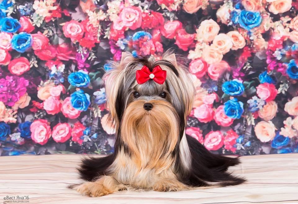 L’Yana De Vista L’YANA DE VISTA CENTAVRA &mdash; Labaza DogPedigree YorkshireTerrier