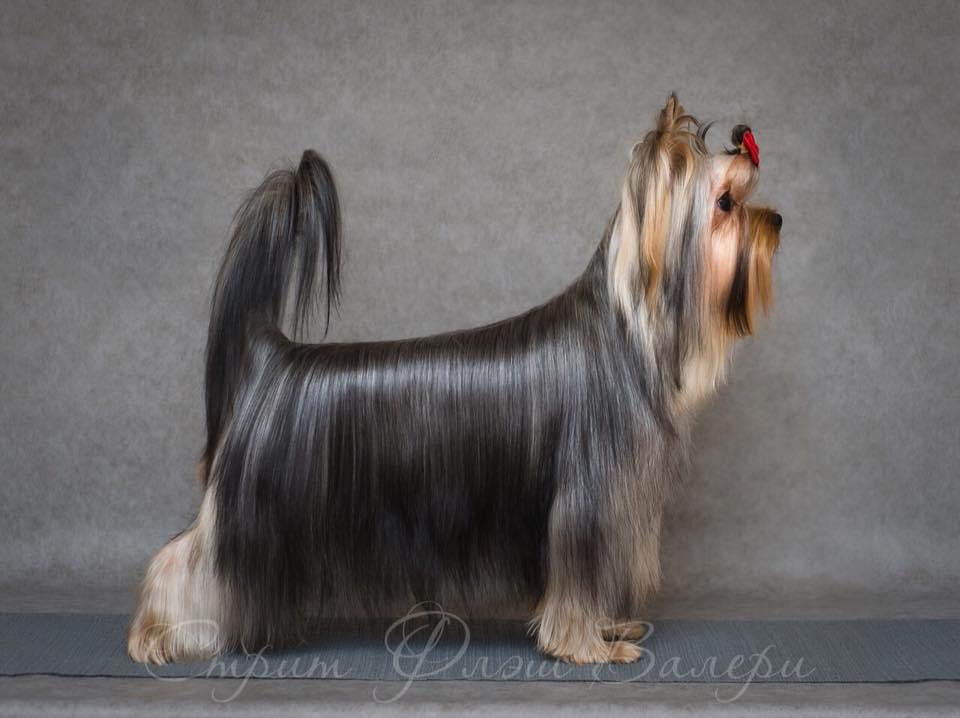 STREET FLASH STREET FLASH VALERI &mdash; Labaza DogPedigree YorkshireTerrier