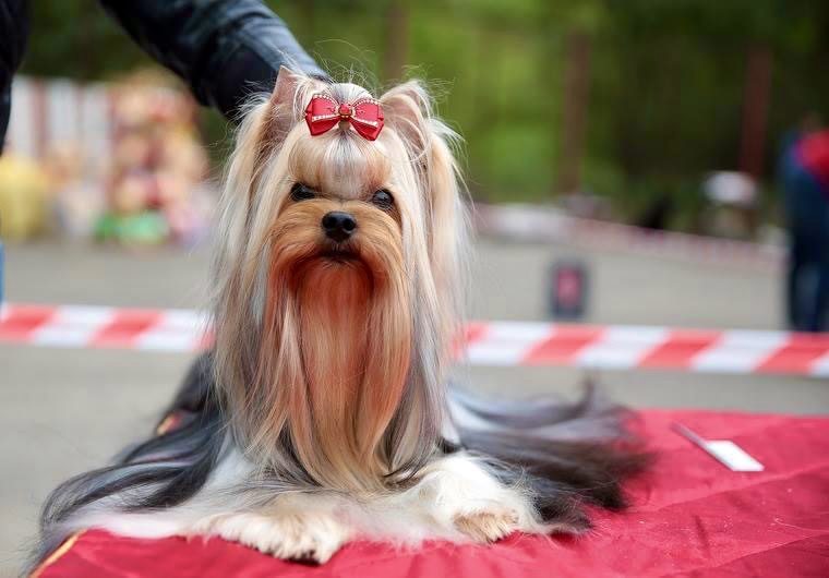 L’Yana De Vista L’YANA DE VISTA CICERON &mdash; Labaza DogPedigree YorkshireTerrier