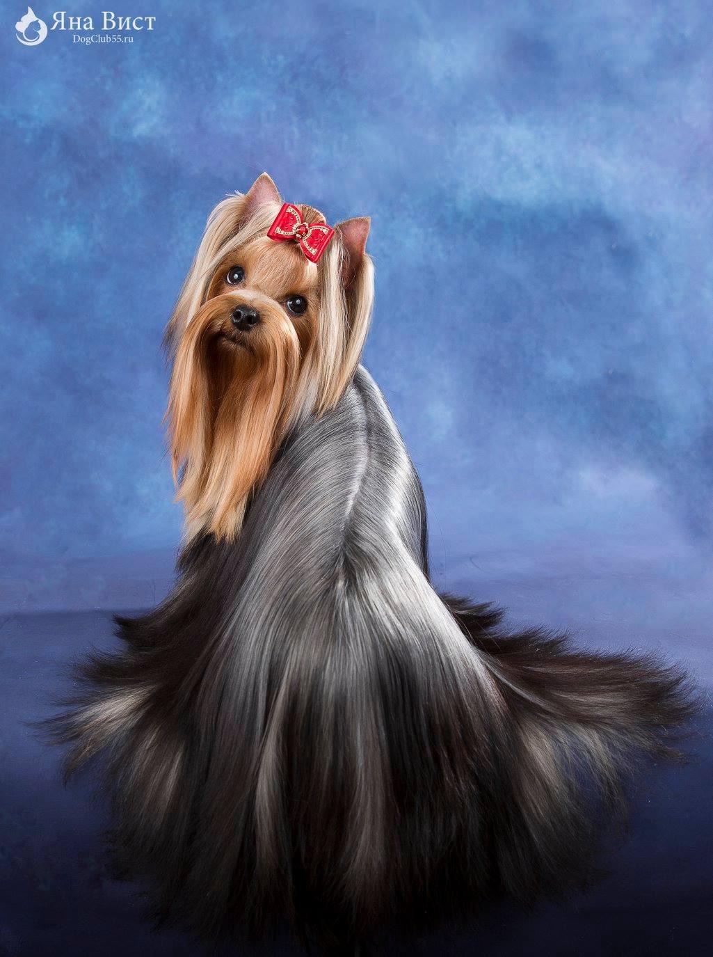 L’Yana De Vista L’YANA DE VISTA MIAMI &mdash; Labaza DogPedigree YorkshireTerrier