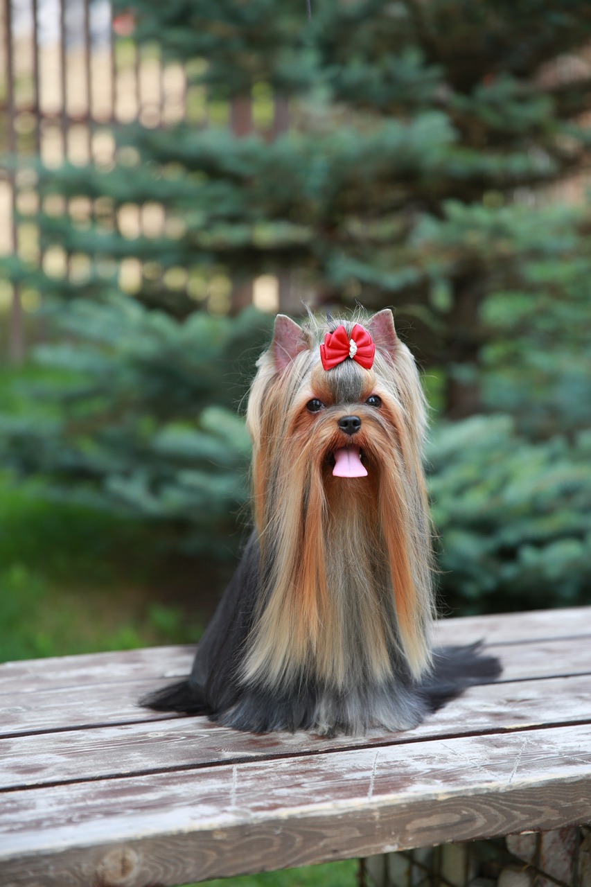 L’Yana De Vista L’YANA DE VISTA AMBITION MISS SUNSHINE &mdash; Labaza DogPedigree YorkshireTerrier