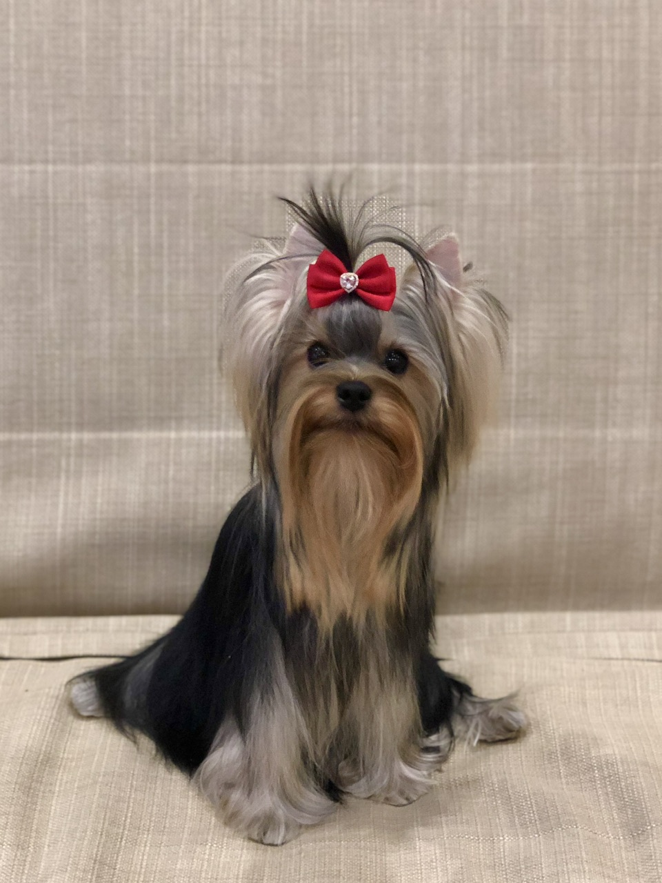 L’Yana De Vista L’YANA DE VISTA LA LAMBADA &mdash; Labaza DogPedigree YorkshireTerrier