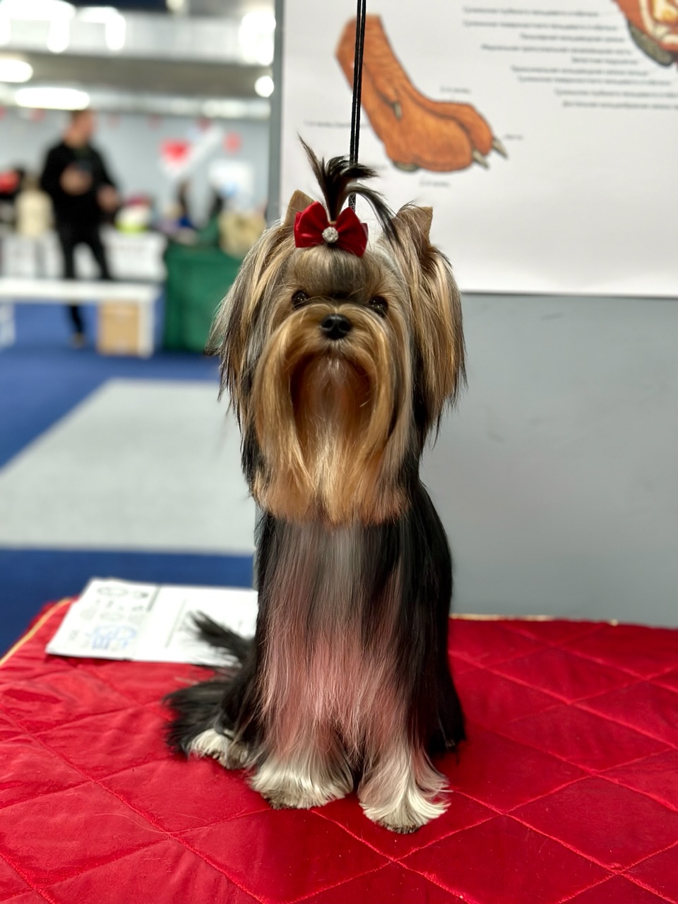 L’Yana De Vista L’YANA DE VISTA TEKERA &mdash; Labaza DogPedigree YorkshireTerrier