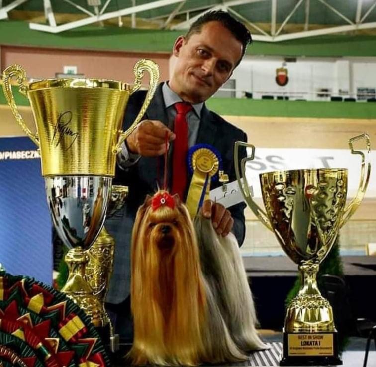 L’Yana De Vista L’YANA DE VISTA SAMBUCA &mdash; Labaza DogPedigree YorkshireTerrier