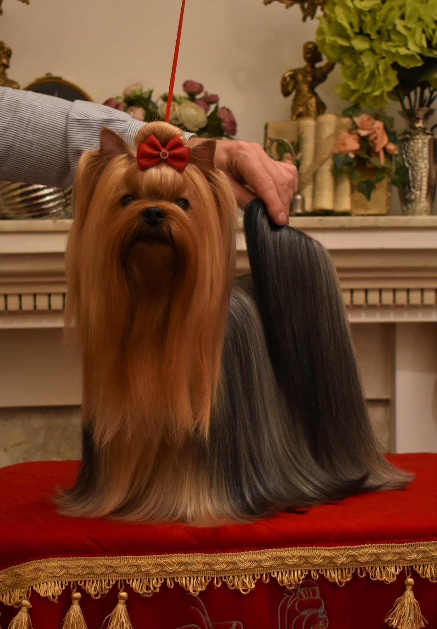  L’YANA DE VISTA SAMBA-LATINO &mdash; Labaza DogPedigree YorkshireTerrier