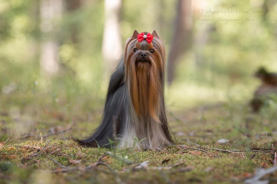 STREET FLASH STREET FLASH TEQUILA &mdash; Labaza DogPedigree YorkshireTerrier