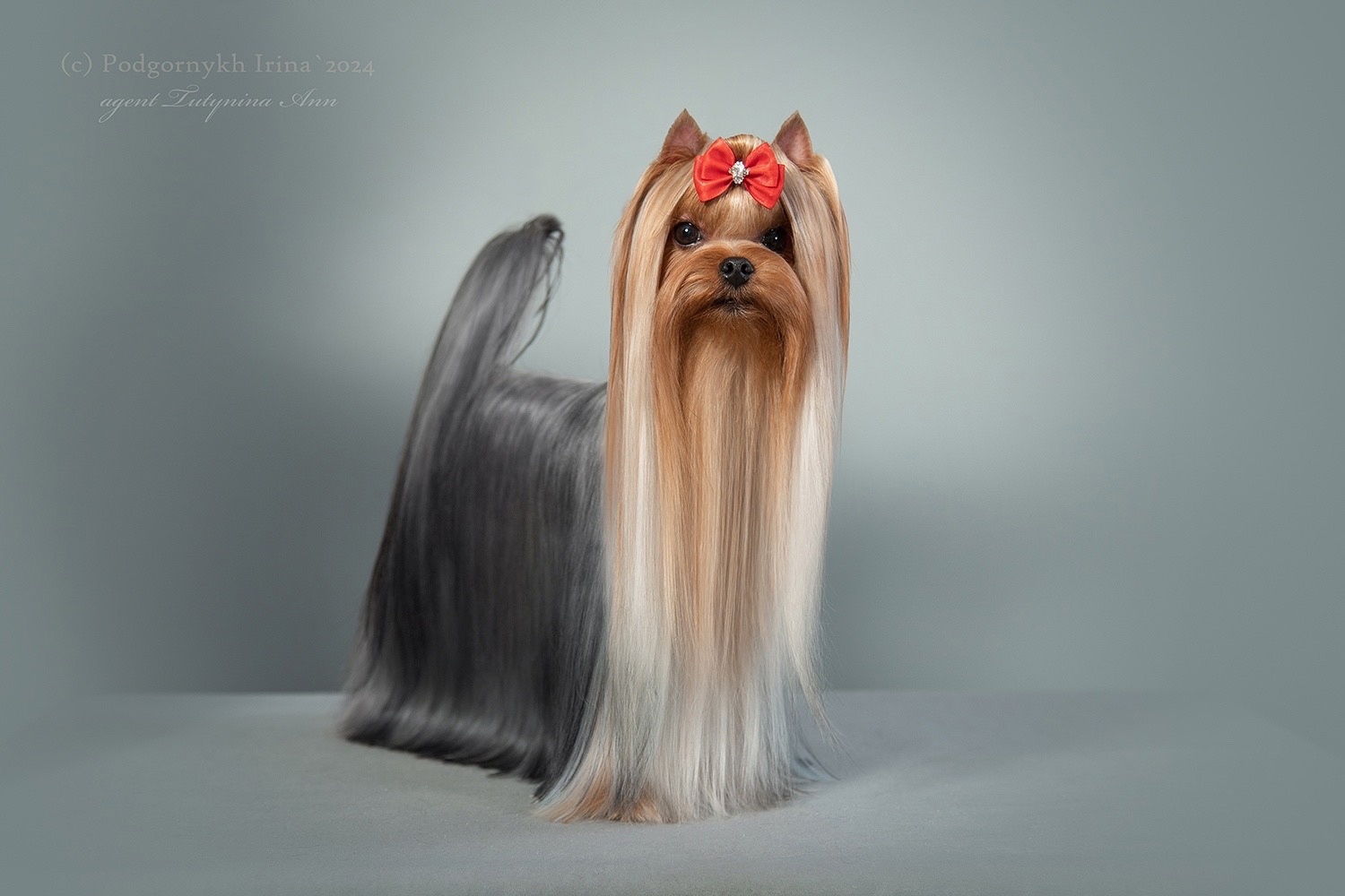Street Flash Extraordinary &mdash; Labaza DogPedigree YorkshireTerrier