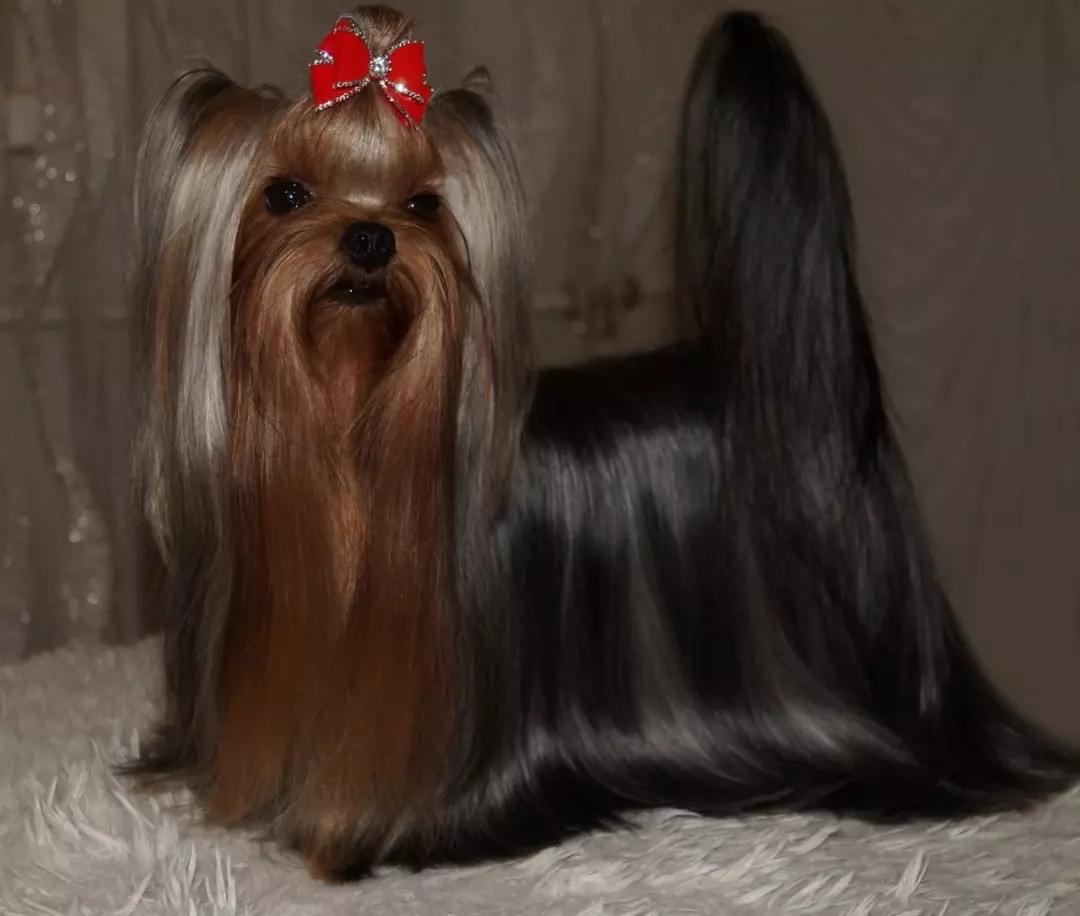 L’Yana De Vista L’YANA DE VISTA BELLISSIMA &mdash; Labaza DogPedigree YorkshireTerrier