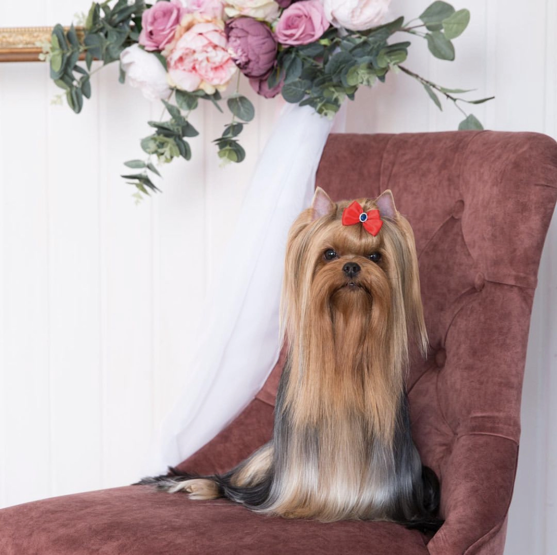  L’YANA DEVISTA HOT KISS &mdash; Labaza DogPedigree YorkshireTerrier