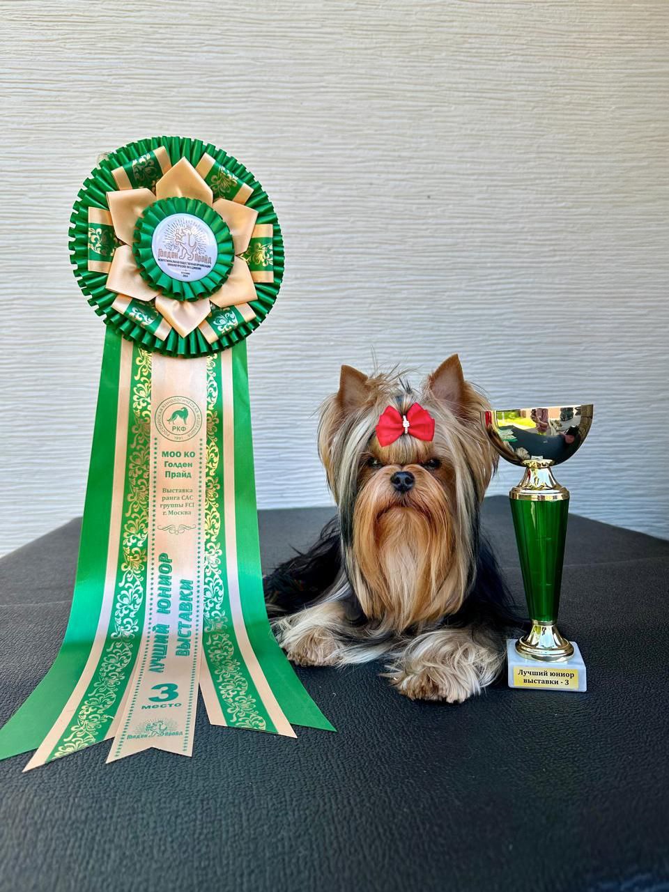 EXCELLENCE ABSOLUTE YOU-BEST &mdash; Labaza DogPedigree YorkshireTerrier