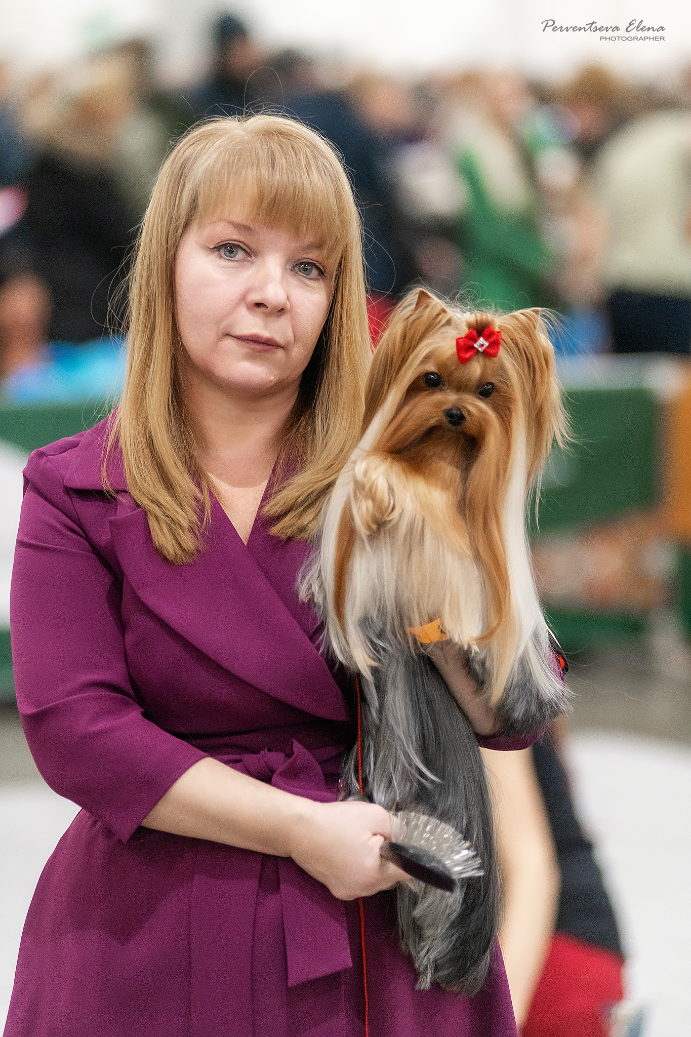 HOTSI-TOTSI &mdash; Labaza DogPedigree YorkshireTerrier