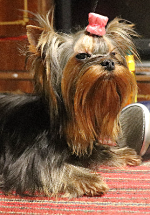 LESANZH TERRA INCOGNITA &mdash; Labaza DogPedigree YorkshireTerrier