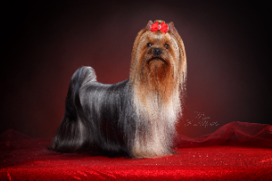 Lesanzh LESANZH PAULINA VESTIDA DE AZUL &mdash; Labaza DogPedigree YorkshireTerrier